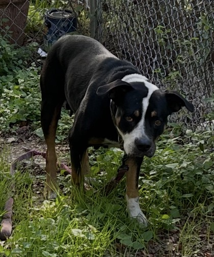 Shelter Stray Female Dog last seen Near Hatch Rd, North District, TX, 355 Hillshire Dr, Haslet, TX 76052, USA