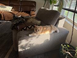 Lost Male Cat last seen Little Mack and Masonic, St. Clair Shores, MI 48082
