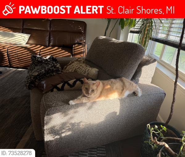 Lost Male Cat last seen Little Mack and Masonic, St. Clair Shores, MI 48082