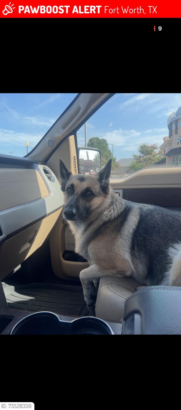 Lost Female Dog last seen Caylor rd, Fort Worth, TX 76244