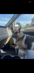Lost Female Dog last seen Caylor rd, Fort Worth, TX 76244