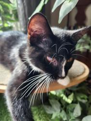Reunited Male Cat last seen Near East End Avenue, Pittsburgh, PA 15221