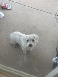 Found/Stray Male Dog last seen Epic park Grand Prairie parking lot, Grand Prairie, TX 75052