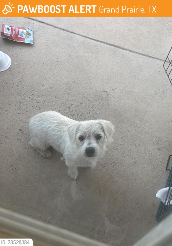 Found/Stray Male Dog last seen Epic park Grand Prairie parking lot, Grand Prairie, TX 75052