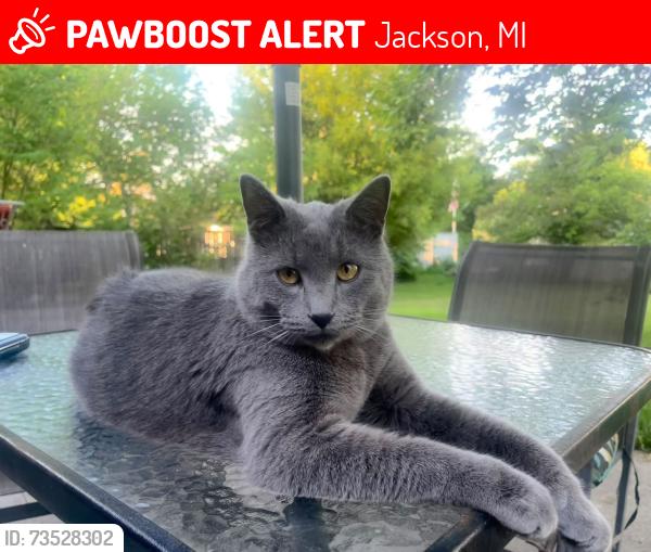 Lost Male Cat last seen Campbell Dr Jackson, MI, Jackson, MI 49202