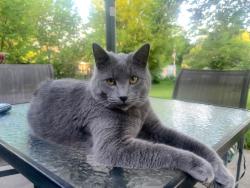 Lost Male Cat last seen Campbell Dr Jackson, MI, Jackson, MI 49202