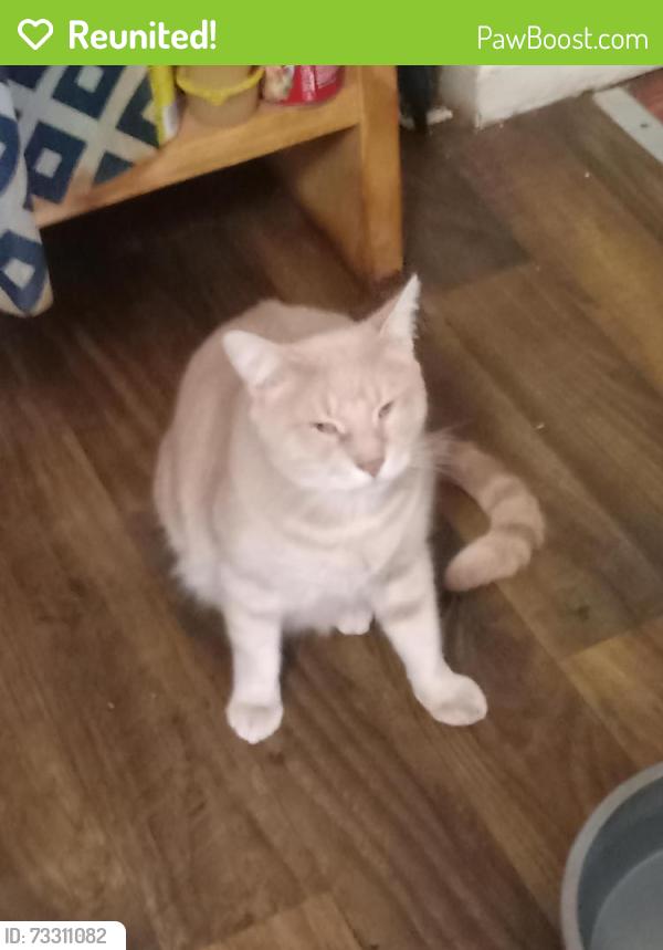 Reunited Male Cat last seen Harrison pike, Chattanooga, TN 37406