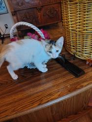 Found/Stray Female Cat last seen Near E U.S. Business 83, Mission, TX 78572