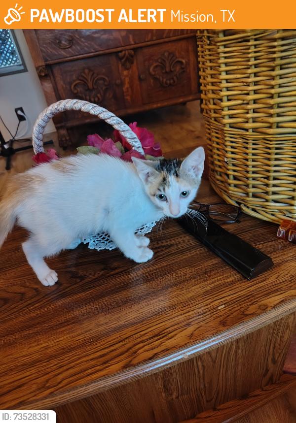 Found/Stray Female Cat last seen Near E U.S. Business 83, Mission, TX 78572