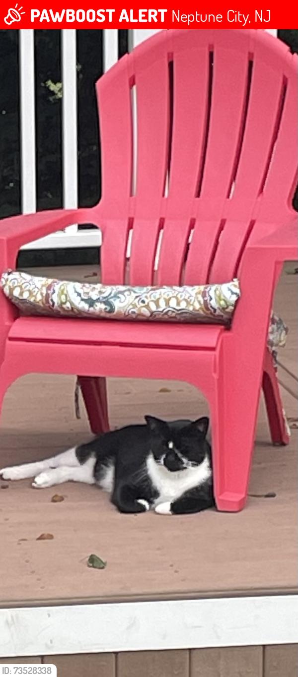 Lost Male Cat last seen Overlook Dive and Elizabeth, Neptune City, NJ 07753