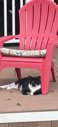 Lost Male Cat last seen Overlook Dive and Elizabeth, Neptune City, NJ 07753