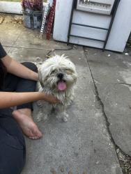 Found/Stray Unknown Dog last seen Montebello, Montebello, CA 90640