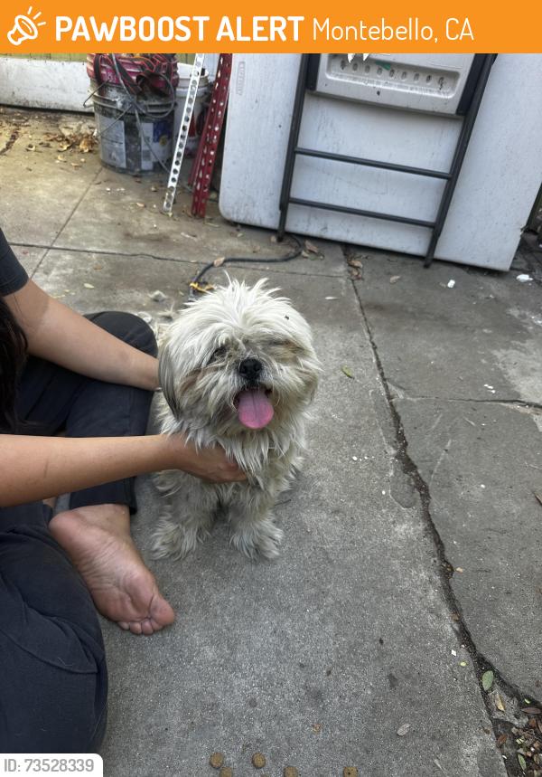Found/Stray Unknown Dog last seen Montebello, Montebello, CA 90640