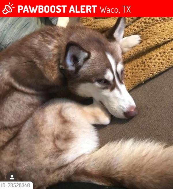 Lost Female Dog last seen Highway 77, Waco, TX 76706