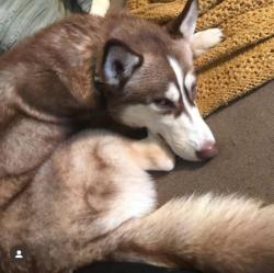 Lost Female Dog last seen Highway 77, Waco, TX 76706