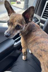 Reunited Unknown Dog last seen Port St. Lucie, Port St. Lucie, FL 34986