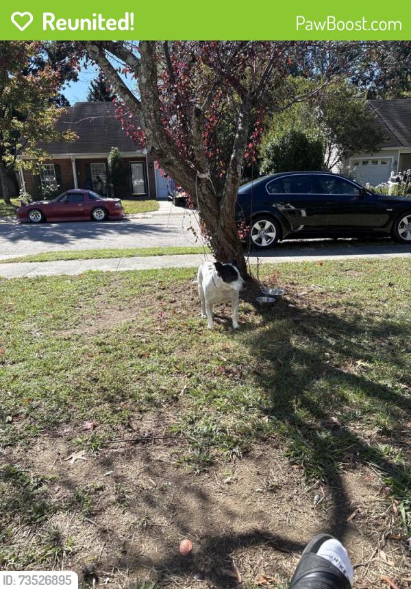 Reunited Female Dog last seen Eagles landing dr, Raleigh, NC 27616