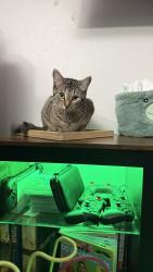 Lost Female Cat last seen Ashley ln, 50th st, Inver grove heights water tower, Inver Grove Heights, MN 55077