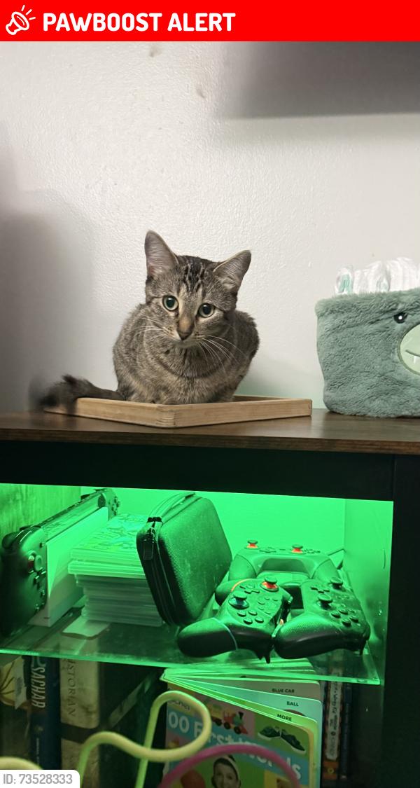Lost Female Cat last seen Ashley ln, 50th st, Inver grove heights water tower, Inver Grove Heights, MN 55077