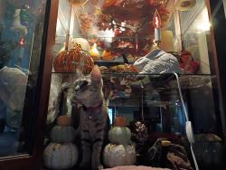 Reunited Female Cat last seen Hambrick Fears Dalmatian, Port St. Lucie, FL 34953