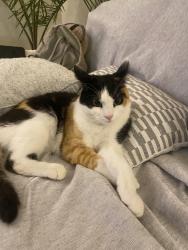 Lost Female Cat last seen Hatten Rd and Arloncourt Rd, Seaside, CA 93955