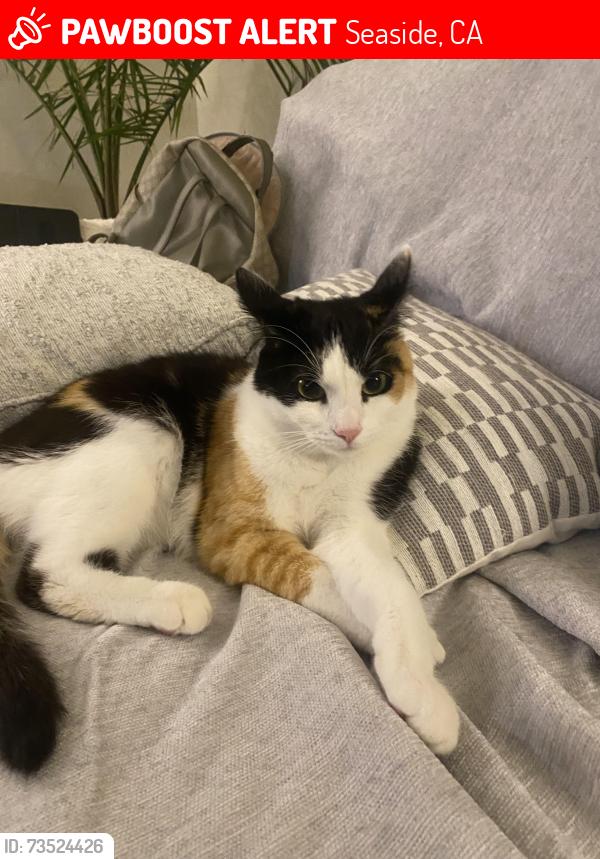 Lost Female Cat last seen Hatten Rd and Arloncourt Rd, Seaside, CA 93955