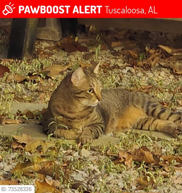 Lost Male Cat last seen Watermelon Rd close to lake Nicol, Tuscaloosa, AL 35406