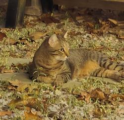 Lost Male Cat last seen Watermelon Rd close to lake Nicol, Tuscaloosa, AL 35406