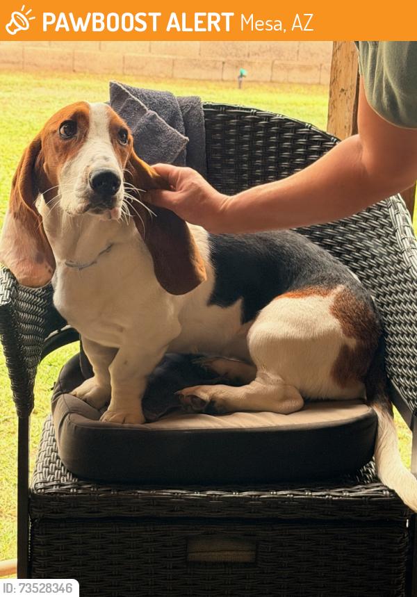 Found/Stray Female Dog last seen Near W. 6th Avenue Mesa AZ, Mesa, AZ 85210