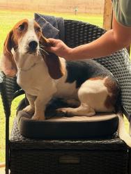 Found/Stray Female Dog last seen Near W. 6th Avenue Mesa AZ, Mesa, AZ 85210