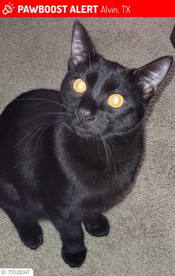 Lost Male Cat last seen Mustang Crossing Neighborhood, Alvin, TX 77511