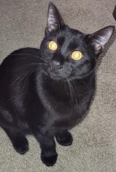 Lost Male Cat last seen Mustang Crossing Neighborhood, Alvin, TX 77511