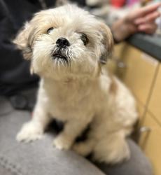Shelter Stray Female Dog last seen ABANDONED, FAIRVIEW, OR, 97024, 1700 W Historic Columbia River Hwy, Troutdale, OR 97060, USA