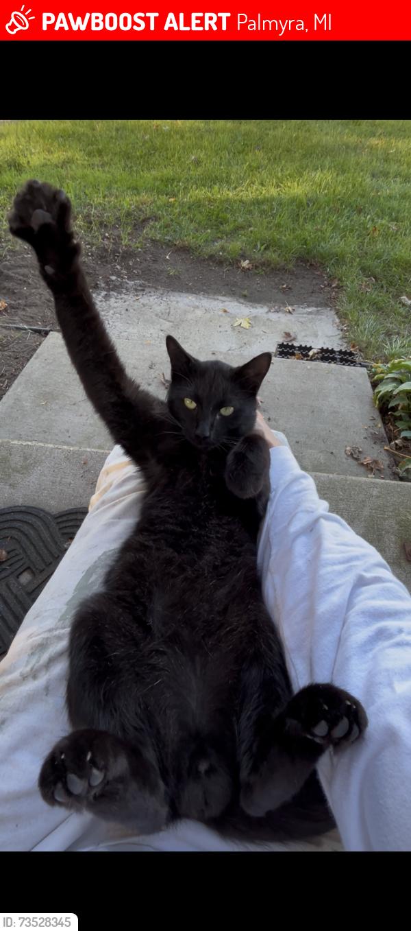 Lost Male Cat last seen Wellsville and Rouget Rd, Palmyra, MI 49268