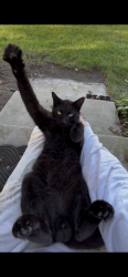 Lost Male Cat last seen Wellsville and Rouget Rd, Palmyra, MI 49268
