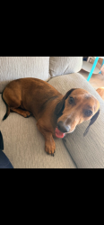 Lost Male Dog last seen Langworth rd and 108, Stanislaus County, CA 95367