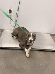 Shelter Stray Female Dog last seen Front door of shelter - in a trap, LAFAYETTE, LA, 70507, 410 Dugas Rd, Lafayette, LA 70507, USA