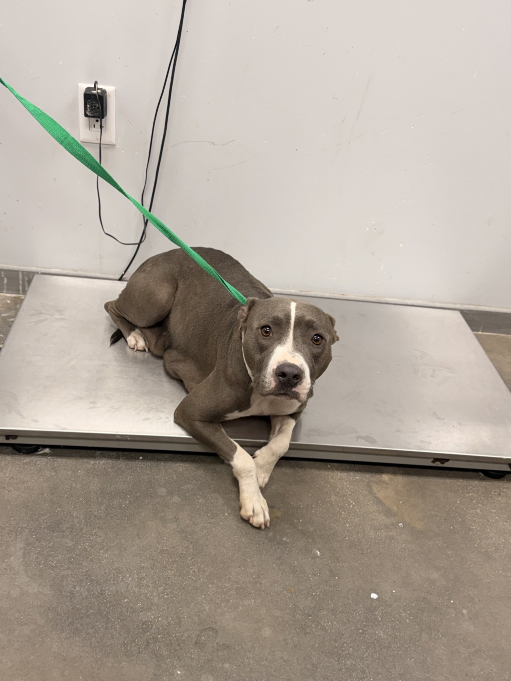 Shelter Stray Female Dog last seen Front door of shelter - in a trap, LAFAYETTE, LA, 70507, 410 Dugas Rd, Lafayette, LA 70507, USA