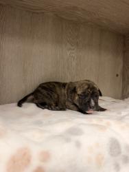 Shelter Stray Male Dog last seen Front door of shelter - in a trap, LAFAYETTE, LA, 70507, 410 Dugas Rd, Lafayette, LA 70507, USA