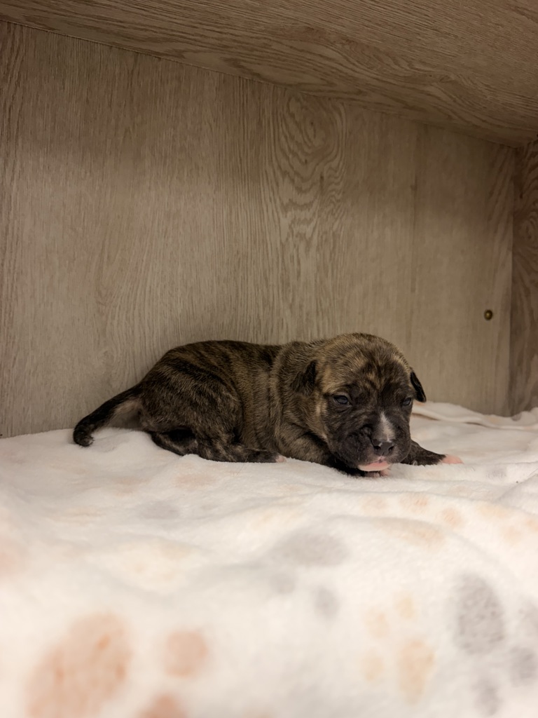 Shelter Stray Male Dog last seen Front door of shelter - in a trap, LAFAYETTE, LA, 70507, 410 Dugas Rd, Lafayette, LA 70507, USA
