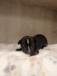 Shelter Stray Male Dog last seen Front door of shelter - in a trap, LAFAYETTE, LA, 70507, 410 Dugas Rd, Lafayette, LA 70507, USA