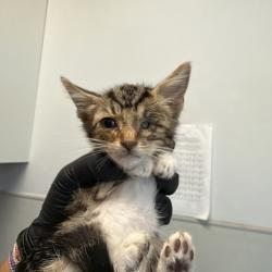 Shelter Stray Male Cat last seen in backyard, San Diego, CA, 92154, 5500 Gaines St, San Diego, CA 92110, USA
