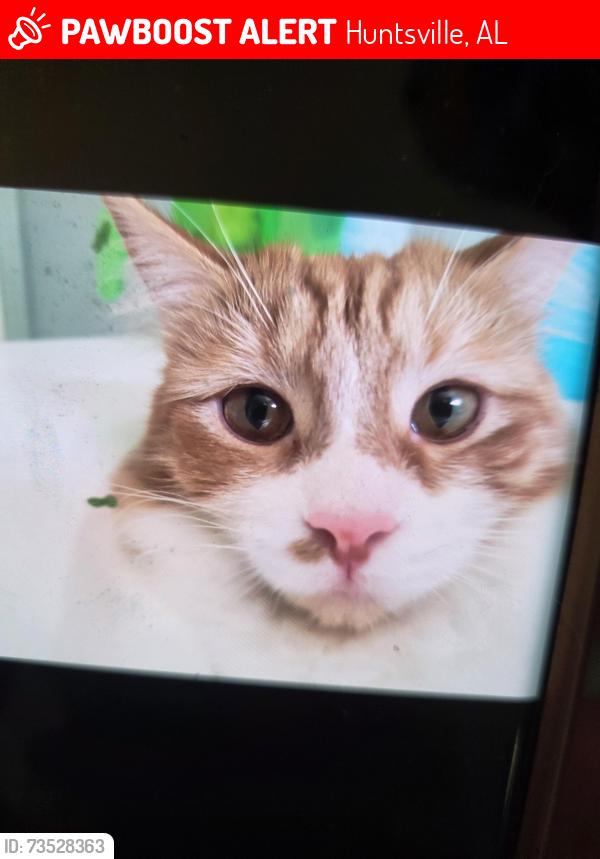 Lost Female Cat last seen Hillwood and crestfield., Huntsville, AL 35803