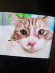 Lost Female Cat last seen Hillwood and crestfield., Huntsville, AL 35803