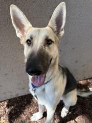Shelter Stray Male Dog last seen Near Soledad Road, San Diego, CA, 92109, 5500 Gaines St, San Diego, CA 92110, USA