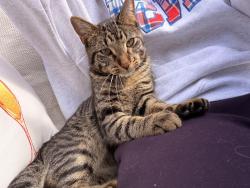 Found/Stray Male Cat last seen 50th and Dodge, Omaha, NE 68132