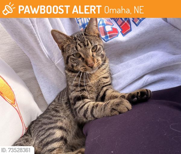 Found/Stray Male Cat last seen 50th and Dodge, Omaha, NE 68132