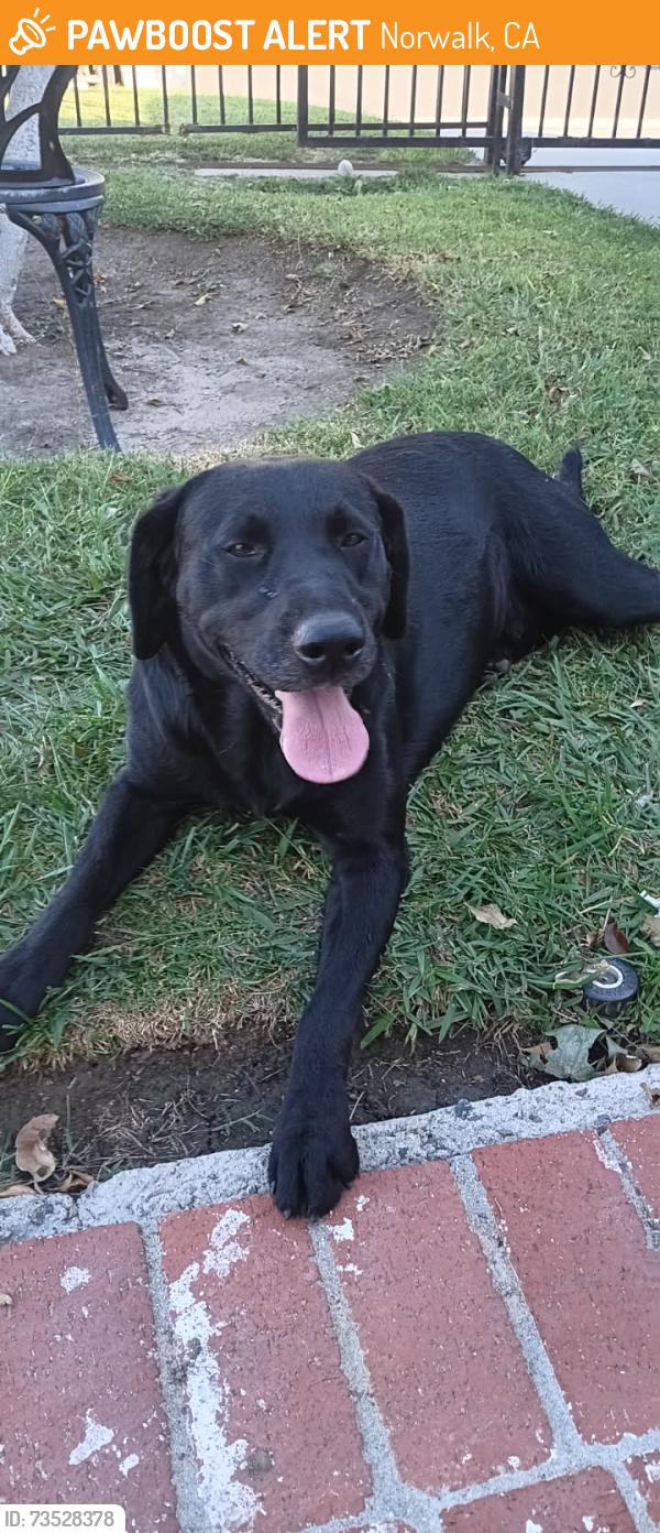 Found/Stray Male Dog last seen Jersey Ave & Excelsior Dr, Norwalk, CA 90650