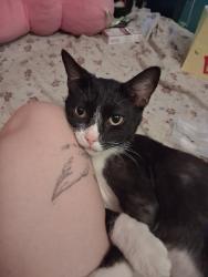 Lost Male Cat last seen Annie sophia lane, Wilkes County, NC 28669