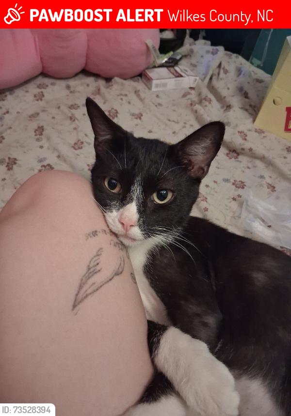 Lost Male Cat last seen Annie sophia lane, Wilkes County, NC 28669